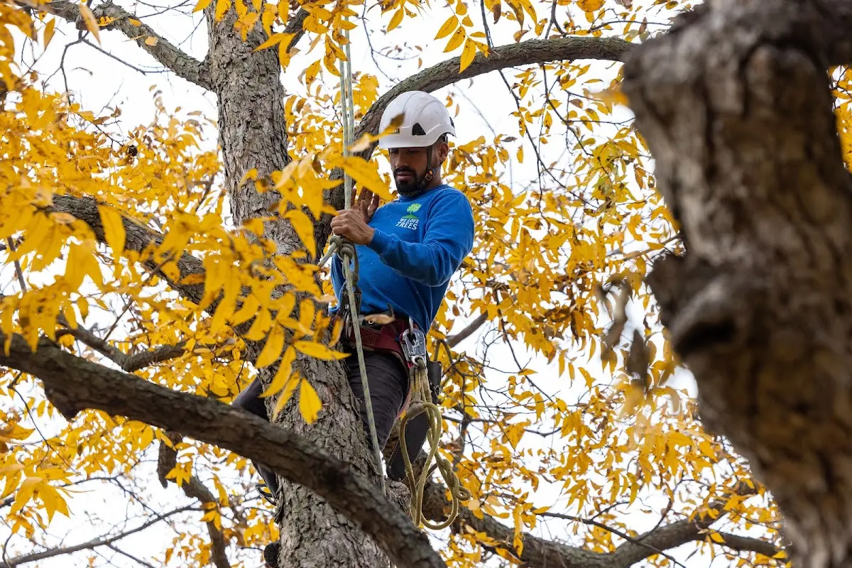 Skilled Tree Transplanting crew working in Buckeye